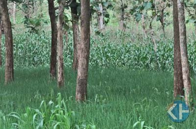Ladang di antara pohonan jati. Foto : Maryanto.