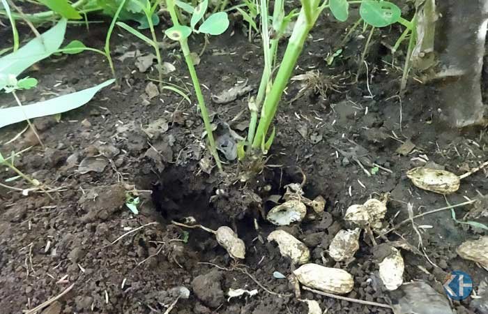 Tikus serang tanaman kacang petani Karangasem. Foto: Maryanto.