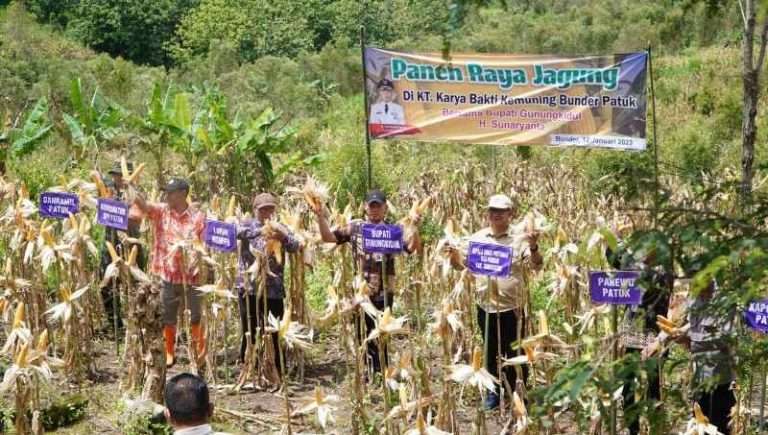 Hasil Panen Jagung Petani Patuk Capai 5 8 Ton Per Hektar