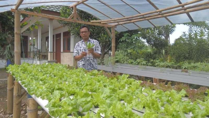 Mengenal Jenis Teknik Penanaman Sayur Sistem Hidroponik