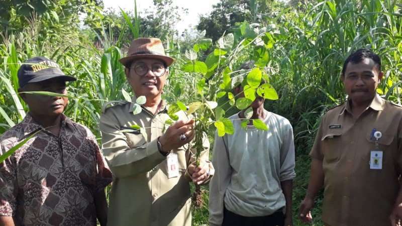 Hasil Panen  Tinggi Dusun Blembeman Disebut Sentra Kedelai  