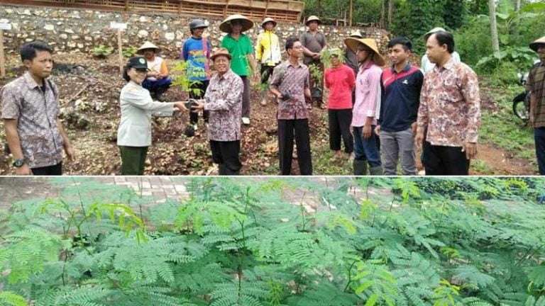 Lamtoro Taramba Hijauan Pakan Ternak Berprotein Tinggi